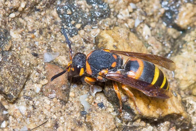 Leucospis miniata e  Vespidae Eumeninae color arancio di Malta